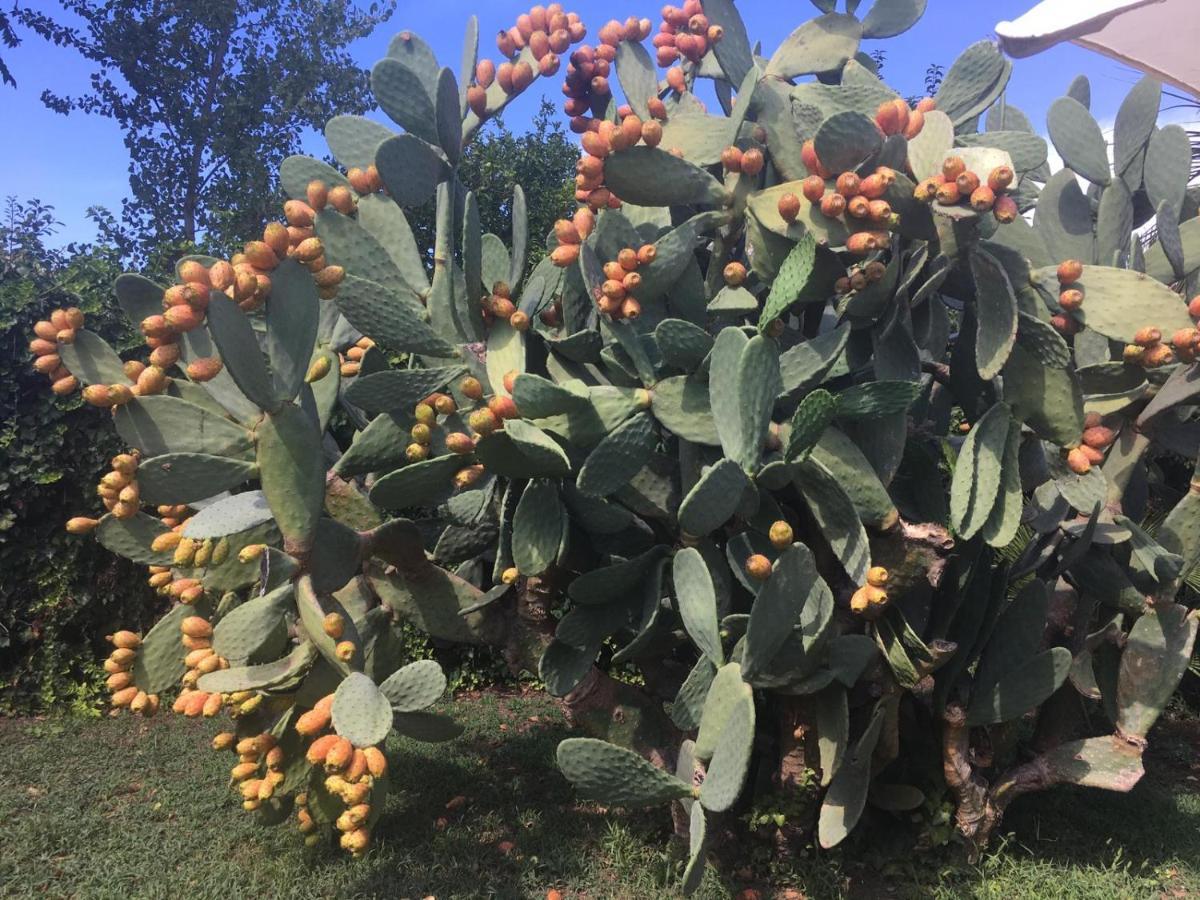 Il Giardino Degli Agrumi Caserta Buitenkant foto