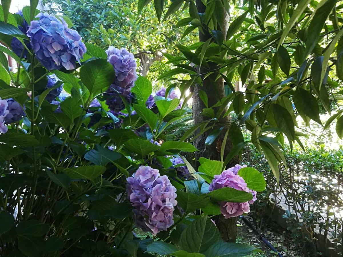 Il Giardino Degli Agrumi Caserta Buitenkant foto